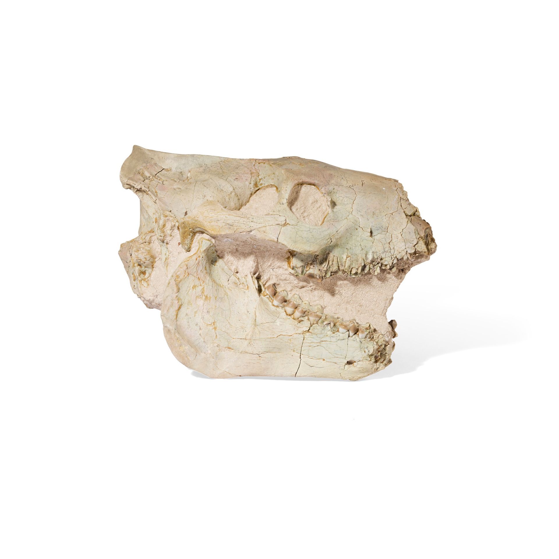 OREODONT SKULL SOUTH DAKOTA, USA, OLIGOCENE PERIOD, 35 MILLION YEARS BP