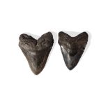 PAIR OF MEGALODON TEETH SOUTH CAROLINA, MIOCENE PERIOD, 15 MILLION YEARS BP