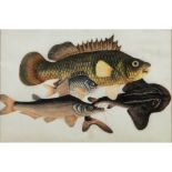 GROUP OF THREE PITH PAINTINGS OF FISHES QING DYNASTY, 19TH CENTURY