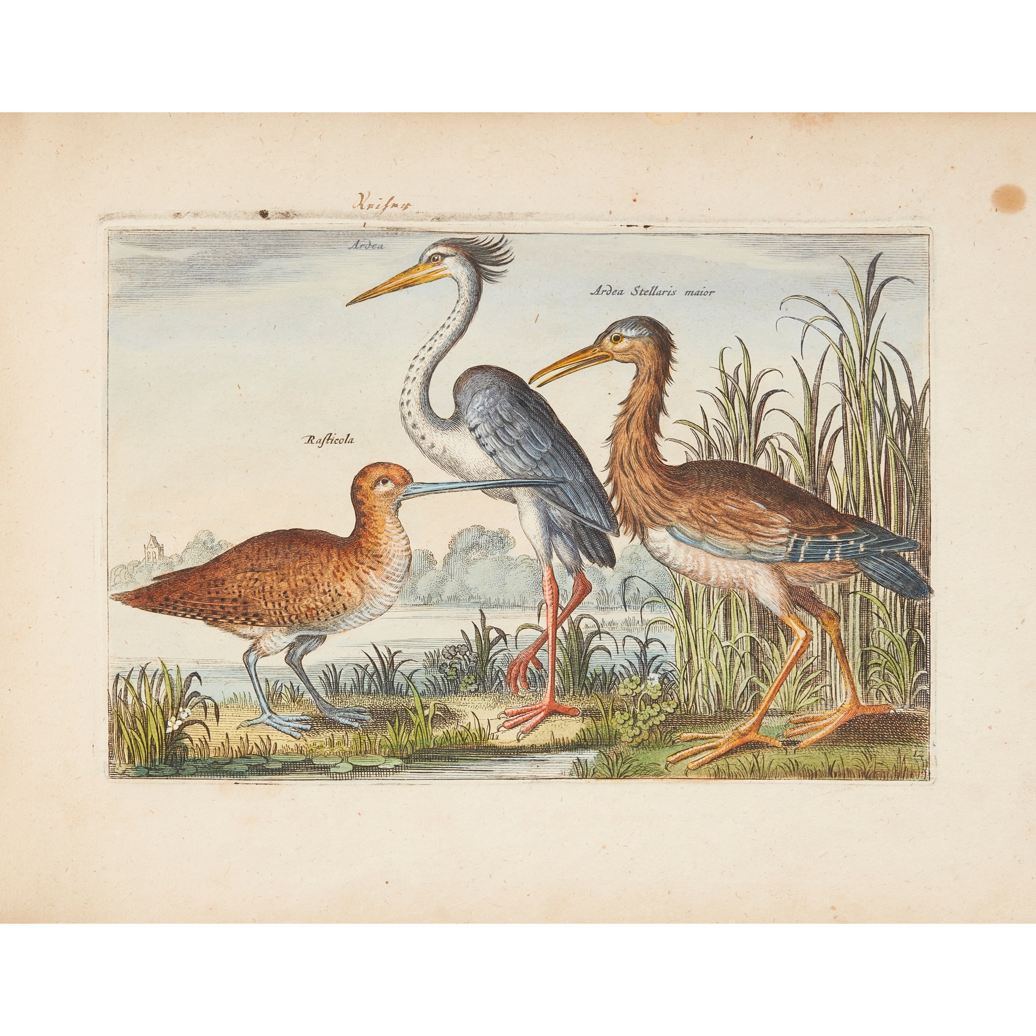 Ornithology - Collaert, Adriaen - Image 2 of 4