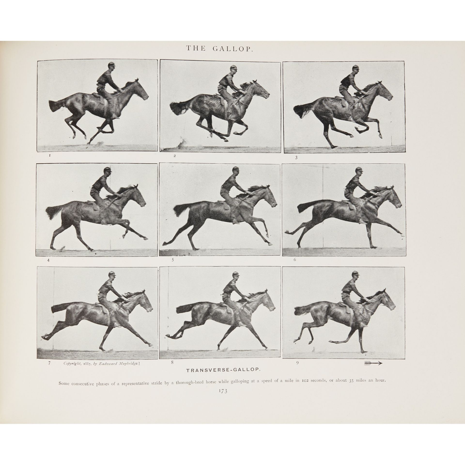 Muybridge, Eadweard Animals in Motion