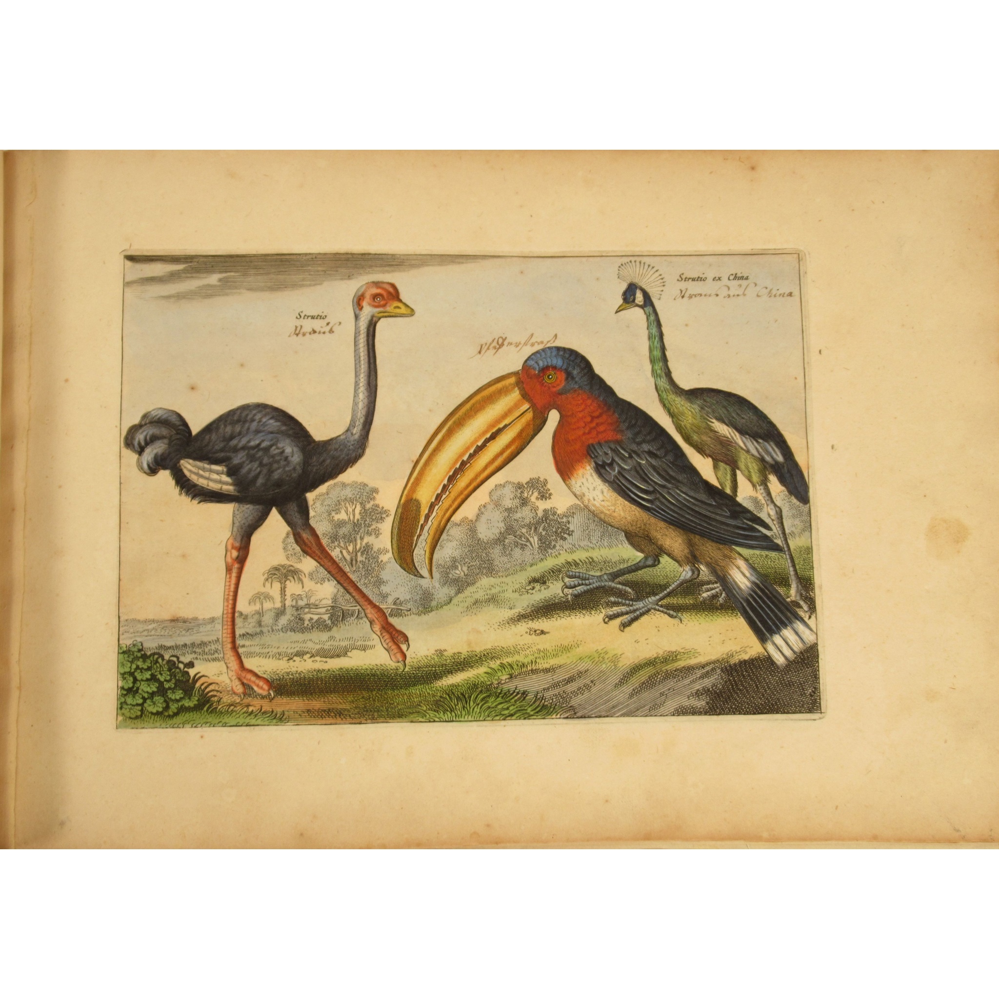 Ornithology - Collaert, Adriaen - Image 3 of 4