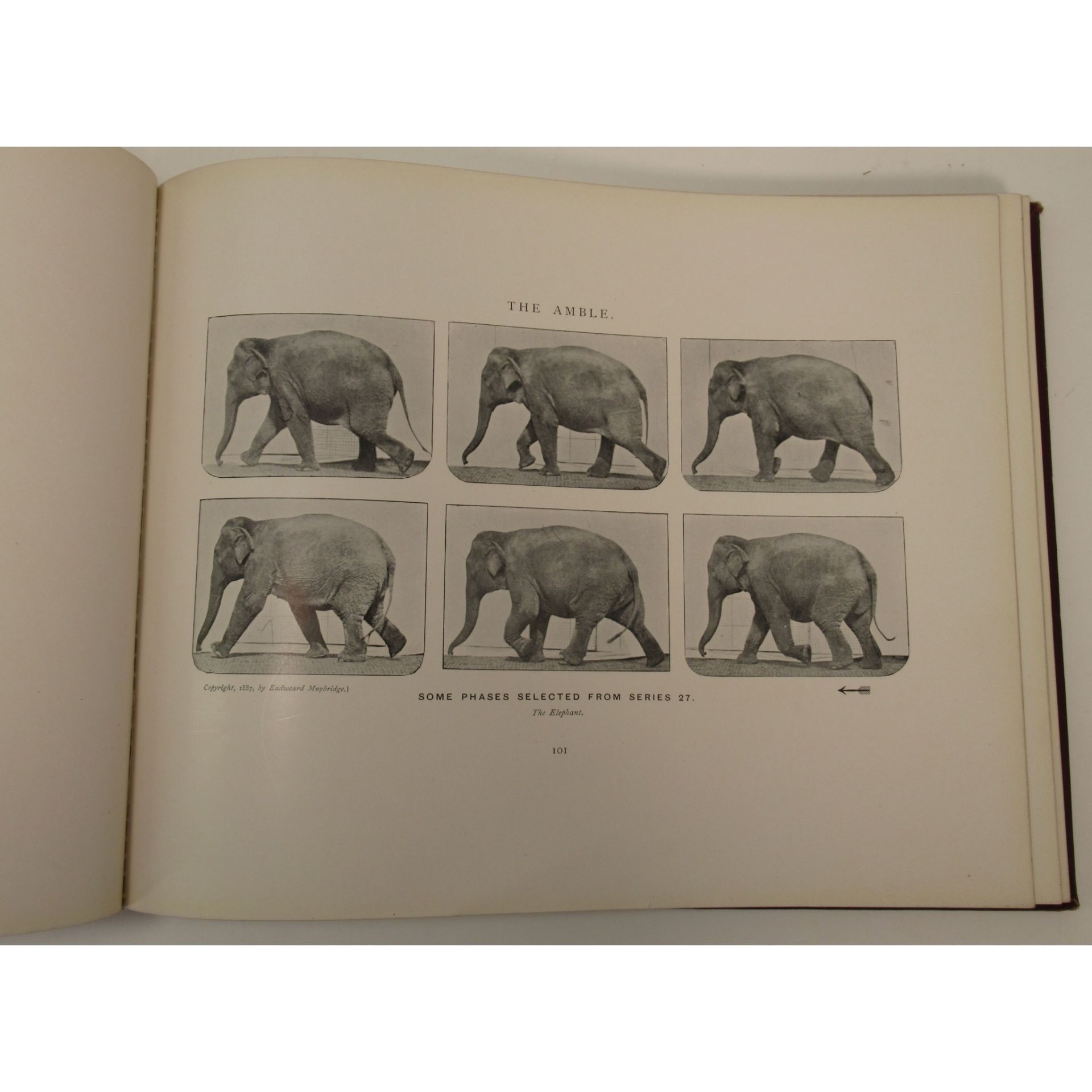 Muybridge, Eadweard Animals in Motion - Image 5 of 6