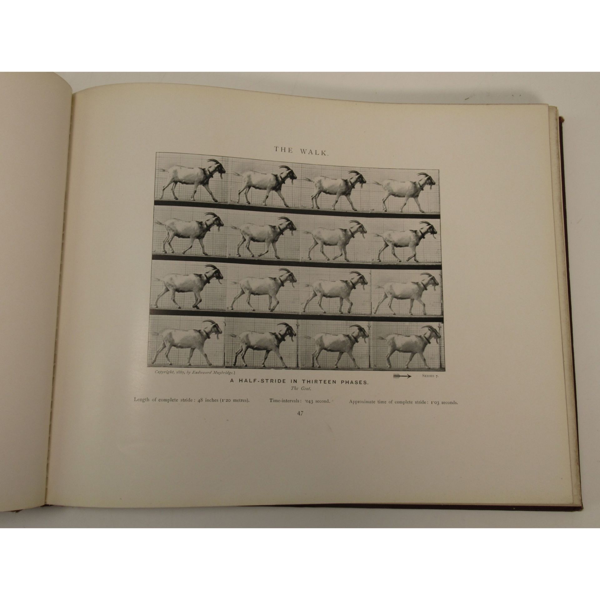 Muybridge, Eadweard Animals in Motion - Image 3 of 6