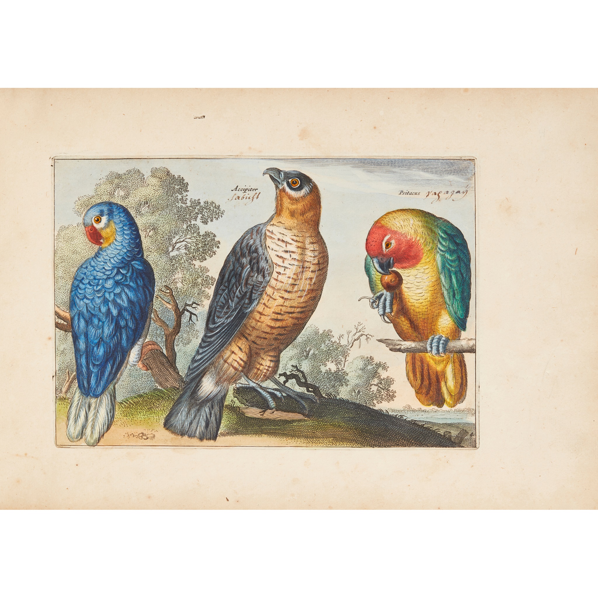 Ornithology - Collaert, Adriaen