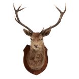 TAXIDERMY: MOUNTED ROYAL STAG'S HEAD 20TH CENTURY