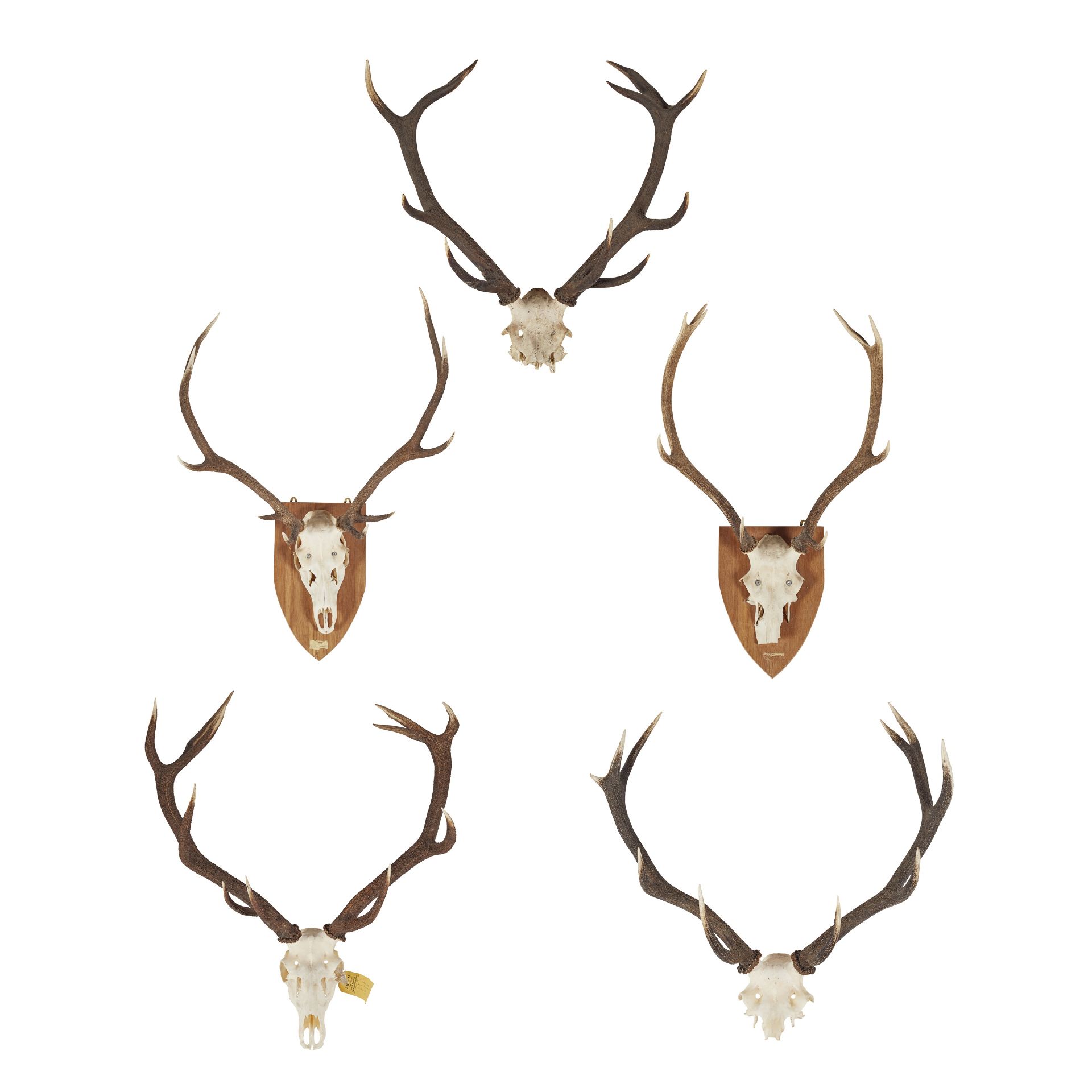 FIVE SETS OF RED DEER ANTLERS 20TH CENTURY