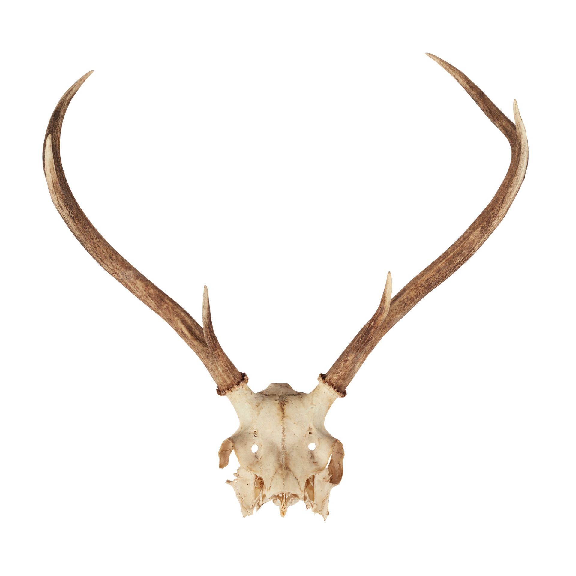 EIGHT SETS OF RED DEER ANTLERS - Bild 5 aus 8