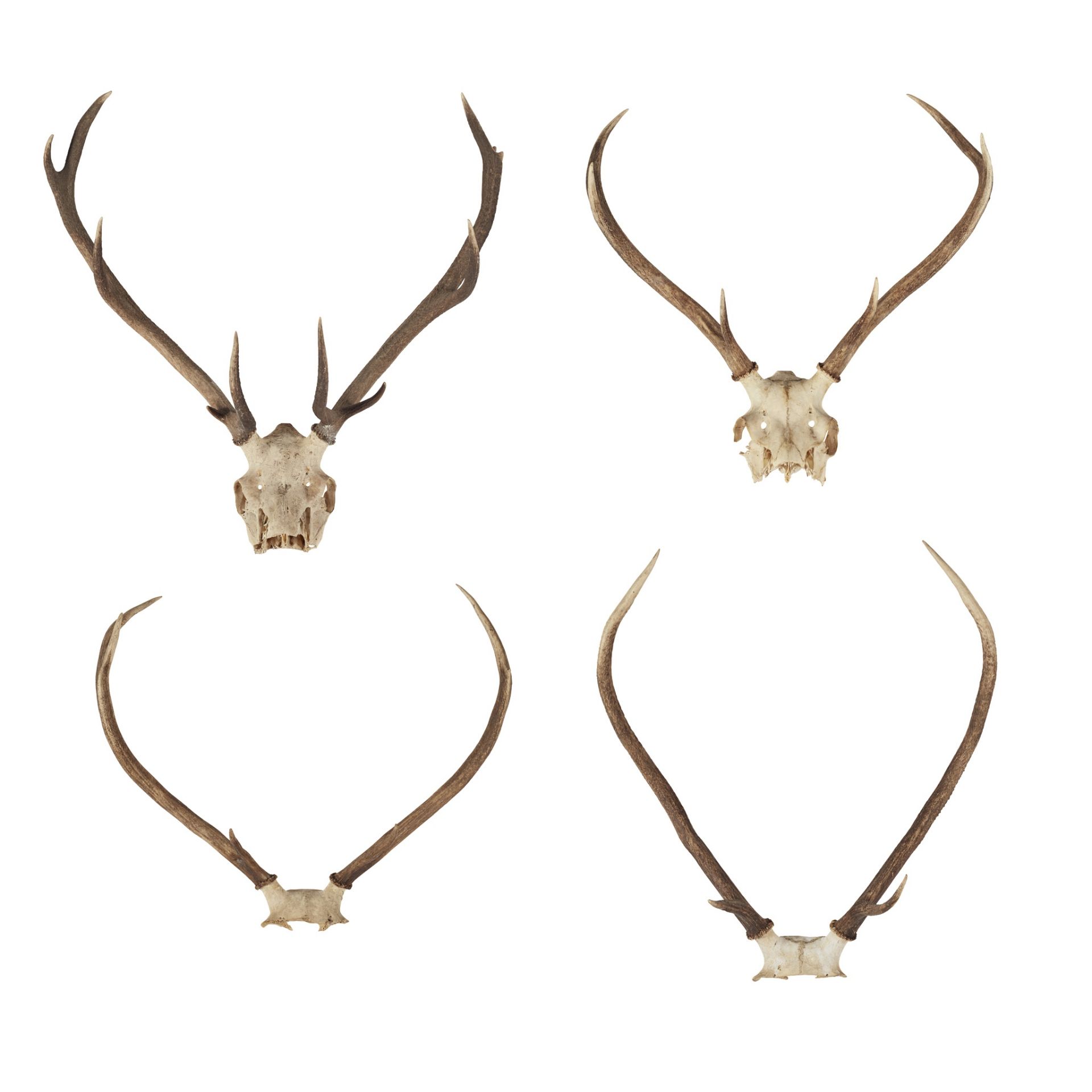 EIGHT SETS OF RED DEER ANTLERS