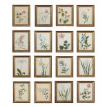 SIXTEEN FRAMED WATERCOLOUR FLOWER STUDIES 19TH CENTURY