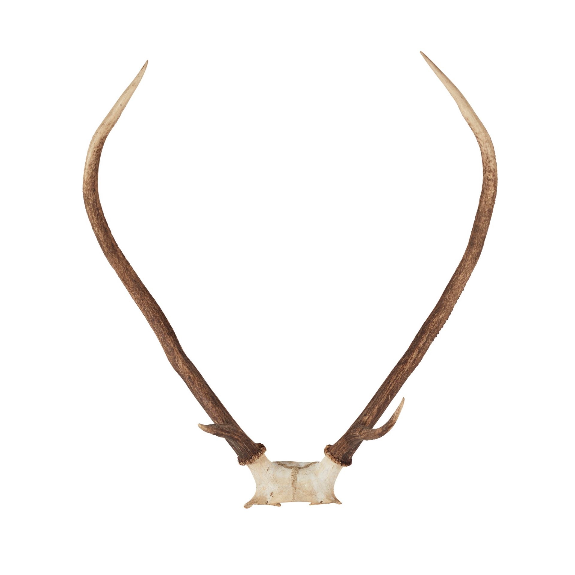 EIGHT SETS OF RED DEER ANTLERS - Bild 4 aus 8