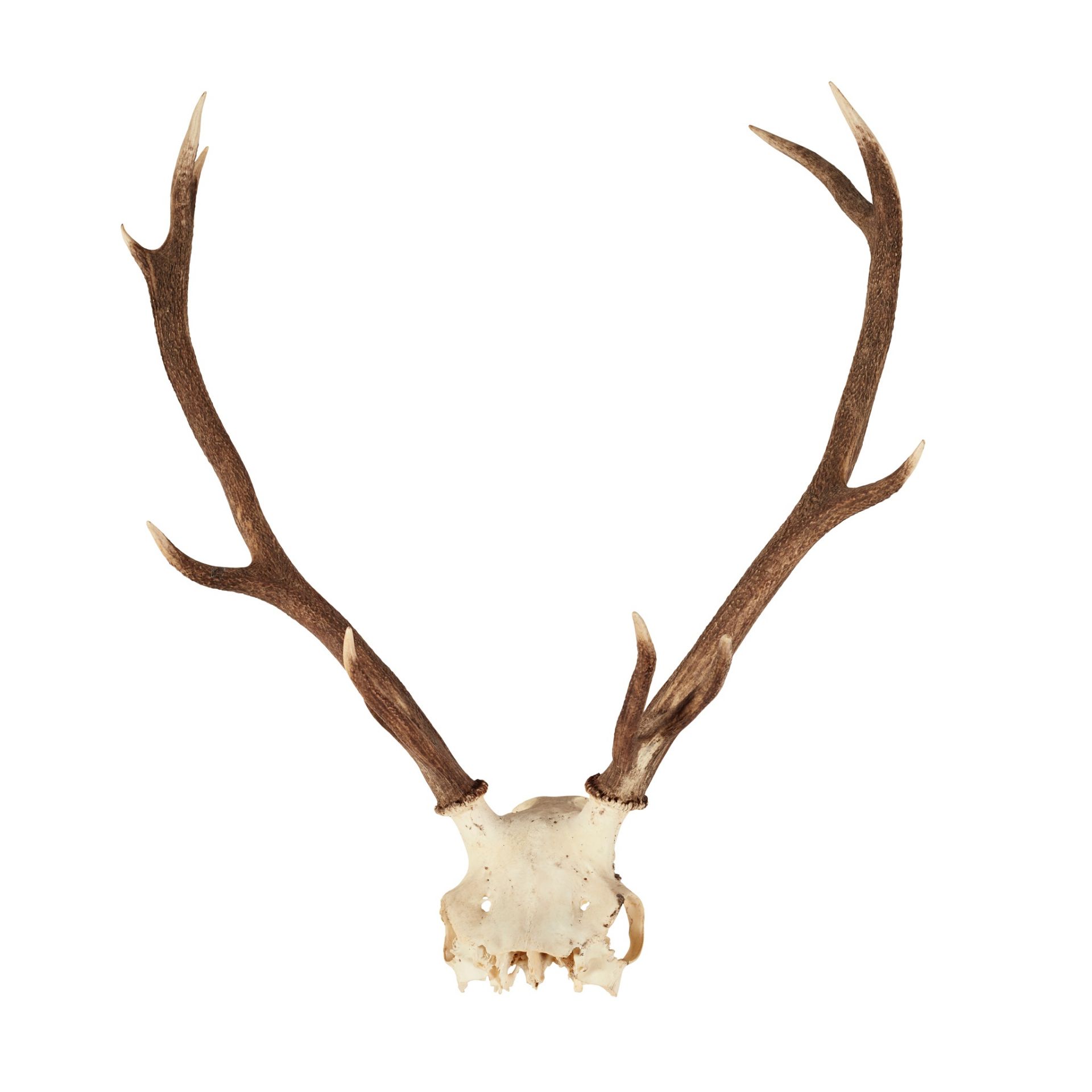 EIGHT SETS OF RED DEER ANTLERS - Bild 8 aus 8