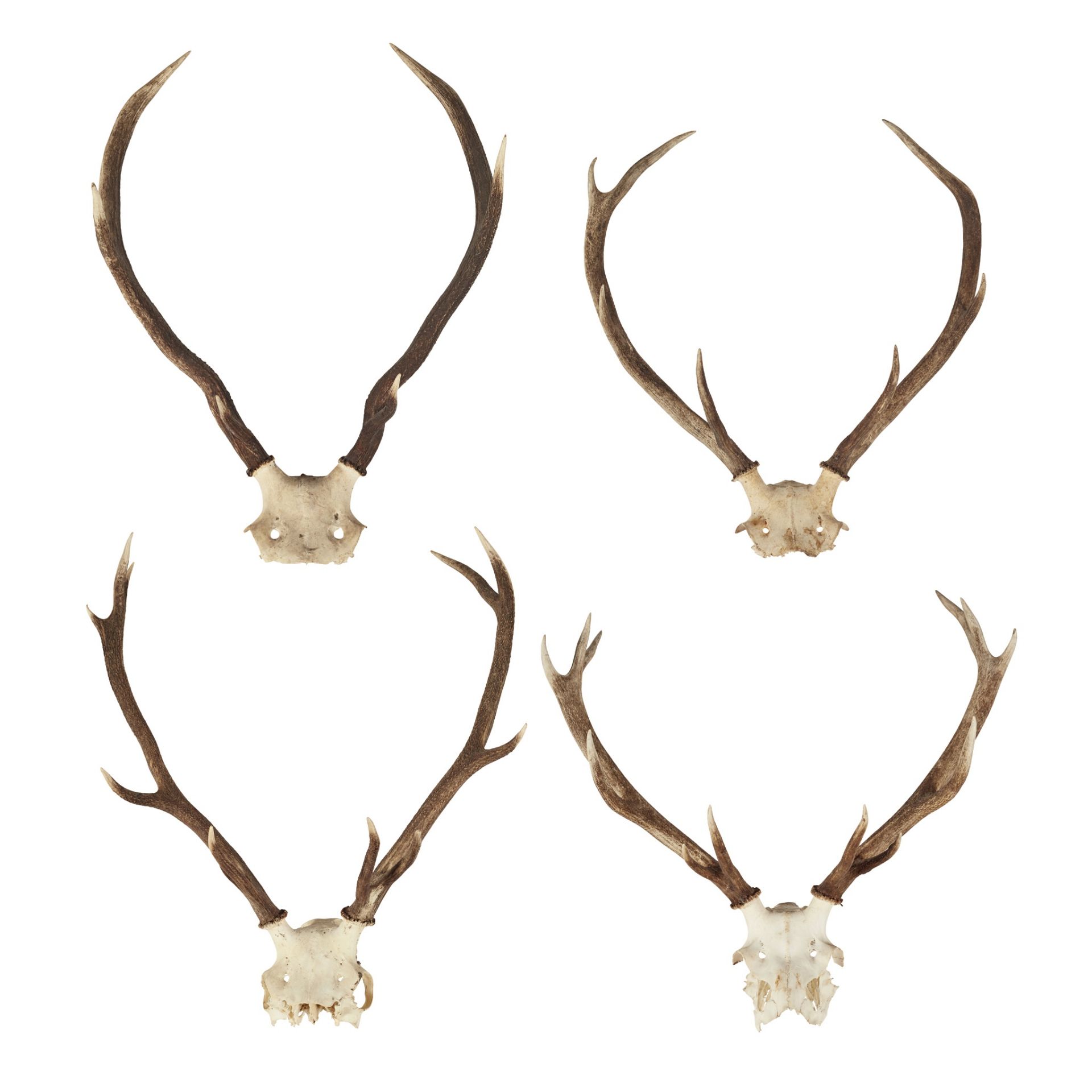 EIGHT SETS OF RED DEER ANTLERS - Bild 2 aus 8