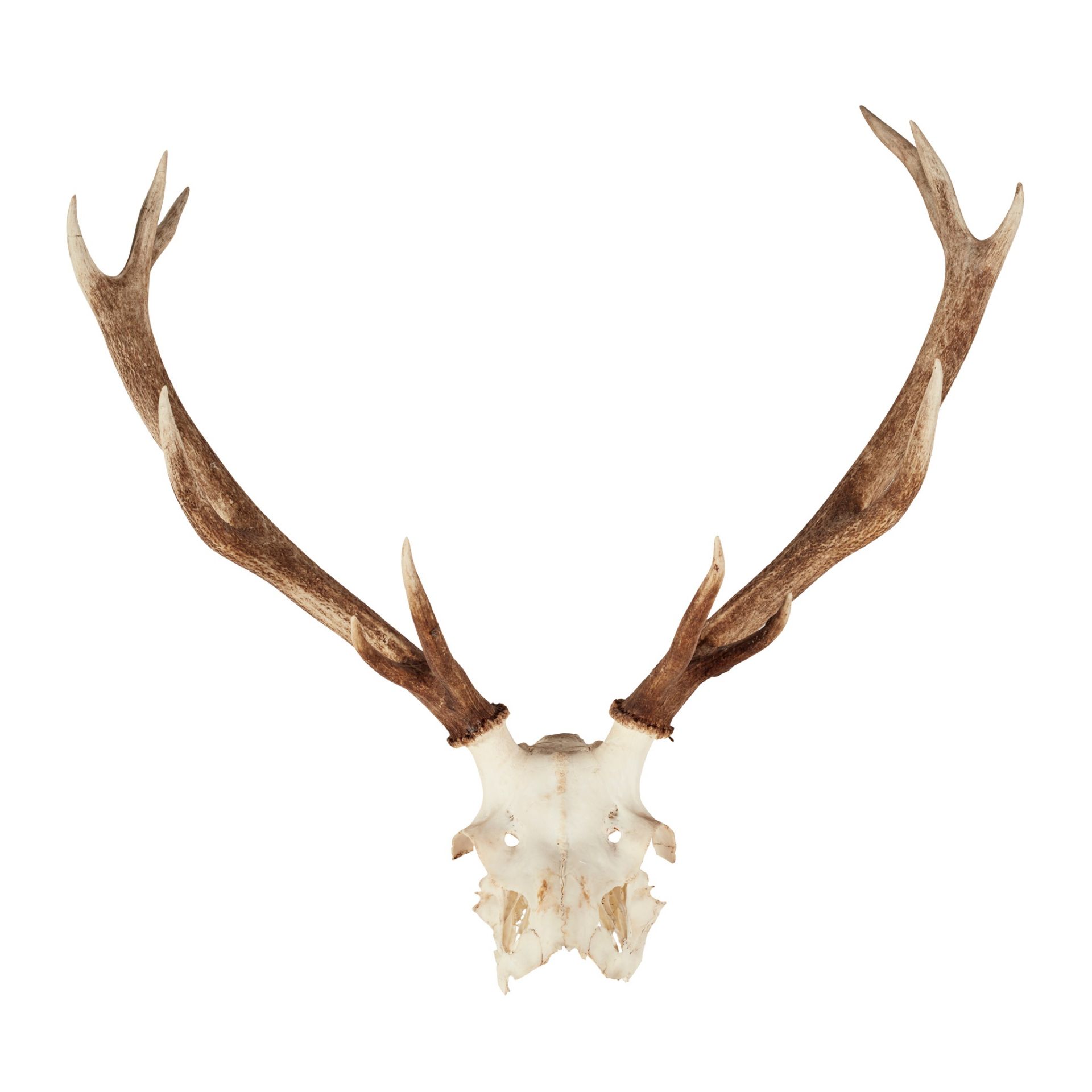 EIGHT SETS OF RED DEER ANTLERS - Bild 7 aus 8