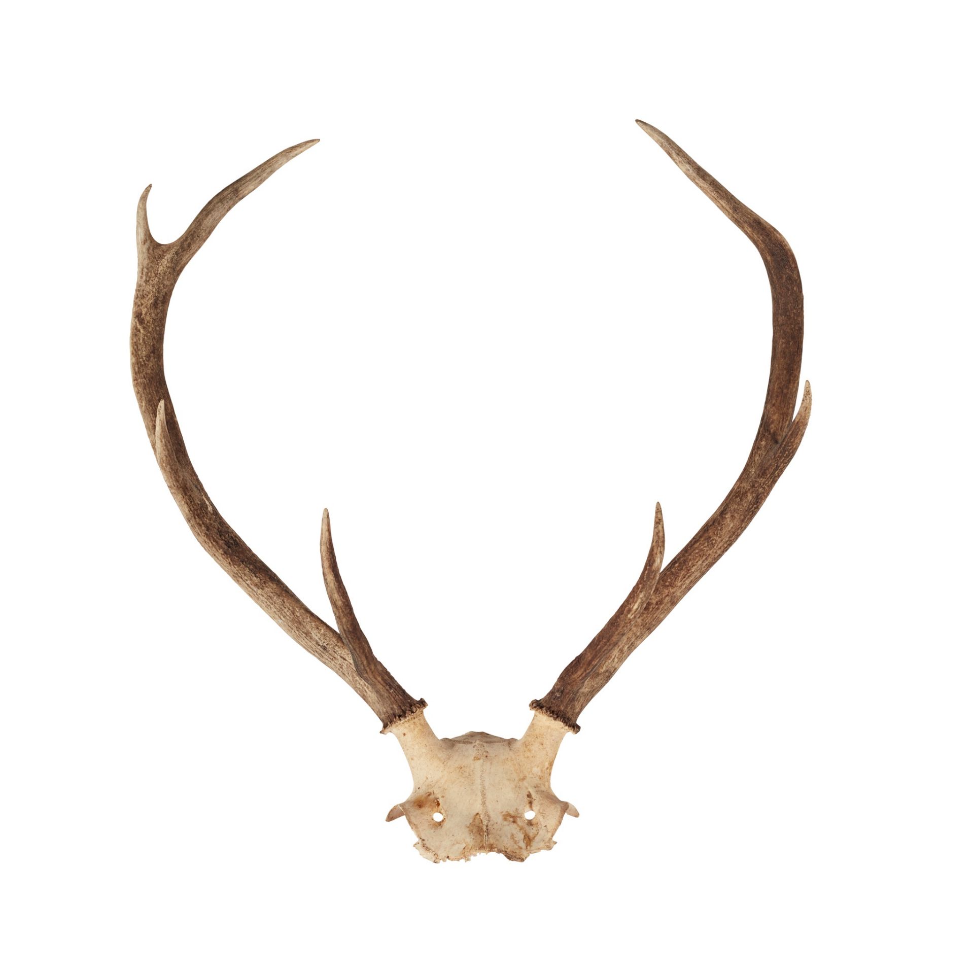 EIGHT SETS OF RED DEER ANTLERS - Bild 6 aus 8