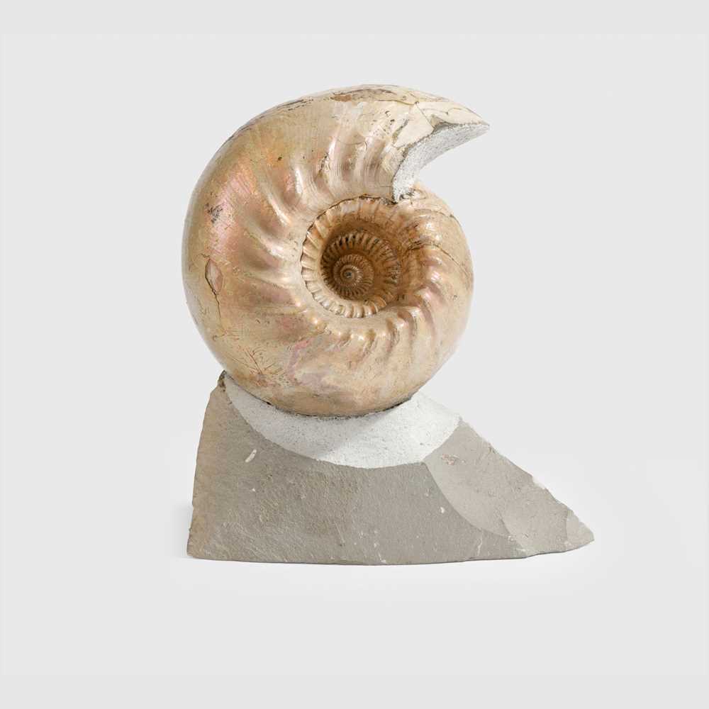 CADOCERAS ELATMAE AMMONITE VOLGA RIVER, RUSSIA, 165 MILLION YEARS BP