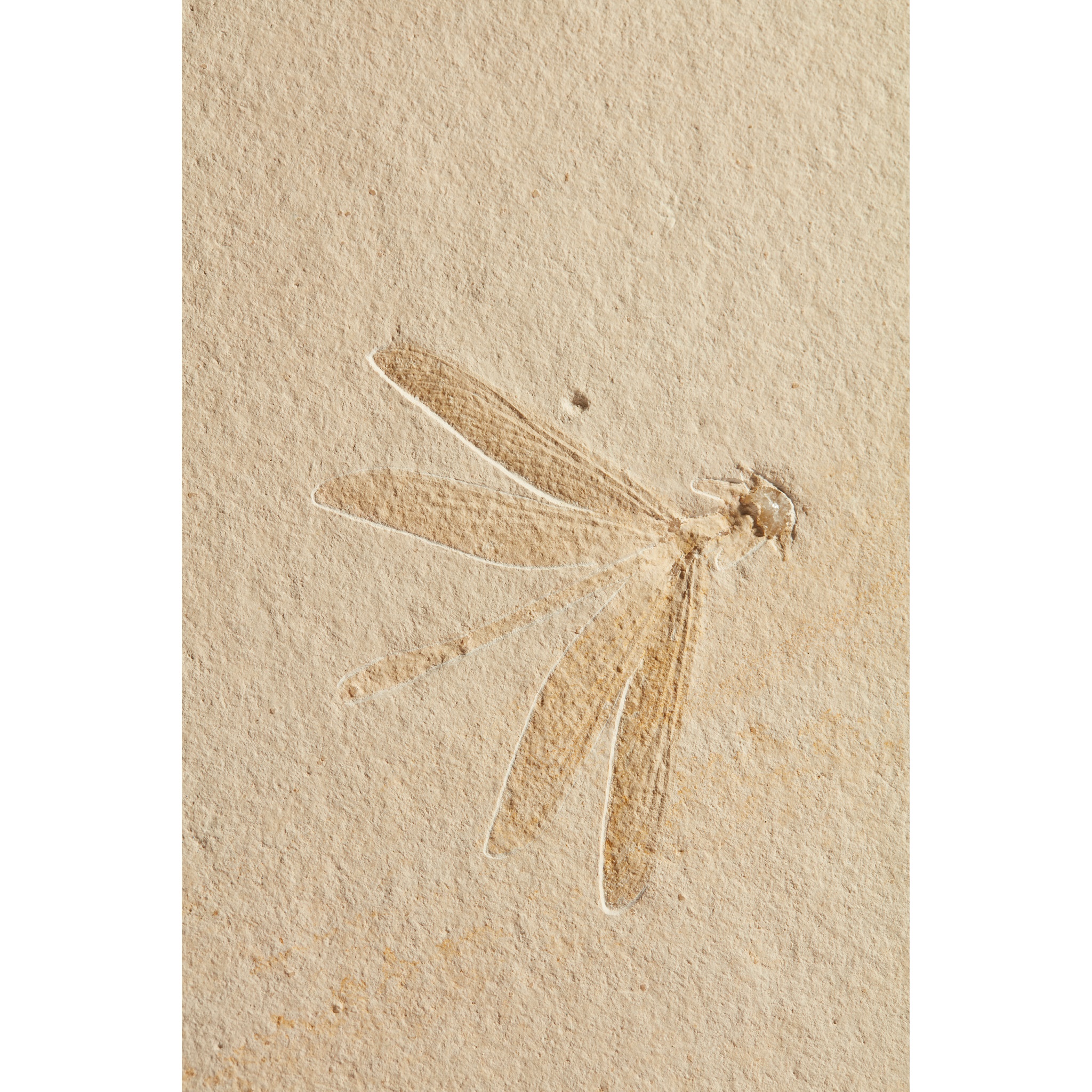 FOSSIL DRAGONFLY SOLNHOFEN, GERMANY, JURASSIC PERIOD, 150 MILLION YEARS BP - Image 2 of 2