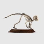 PSITTACOSAURUS SKELETON LOWER CRETACEOUS, 119 - 97.5 MILLION YEARS BP