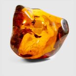 AMBER SPECIMEN CHIPAS, MEXICO