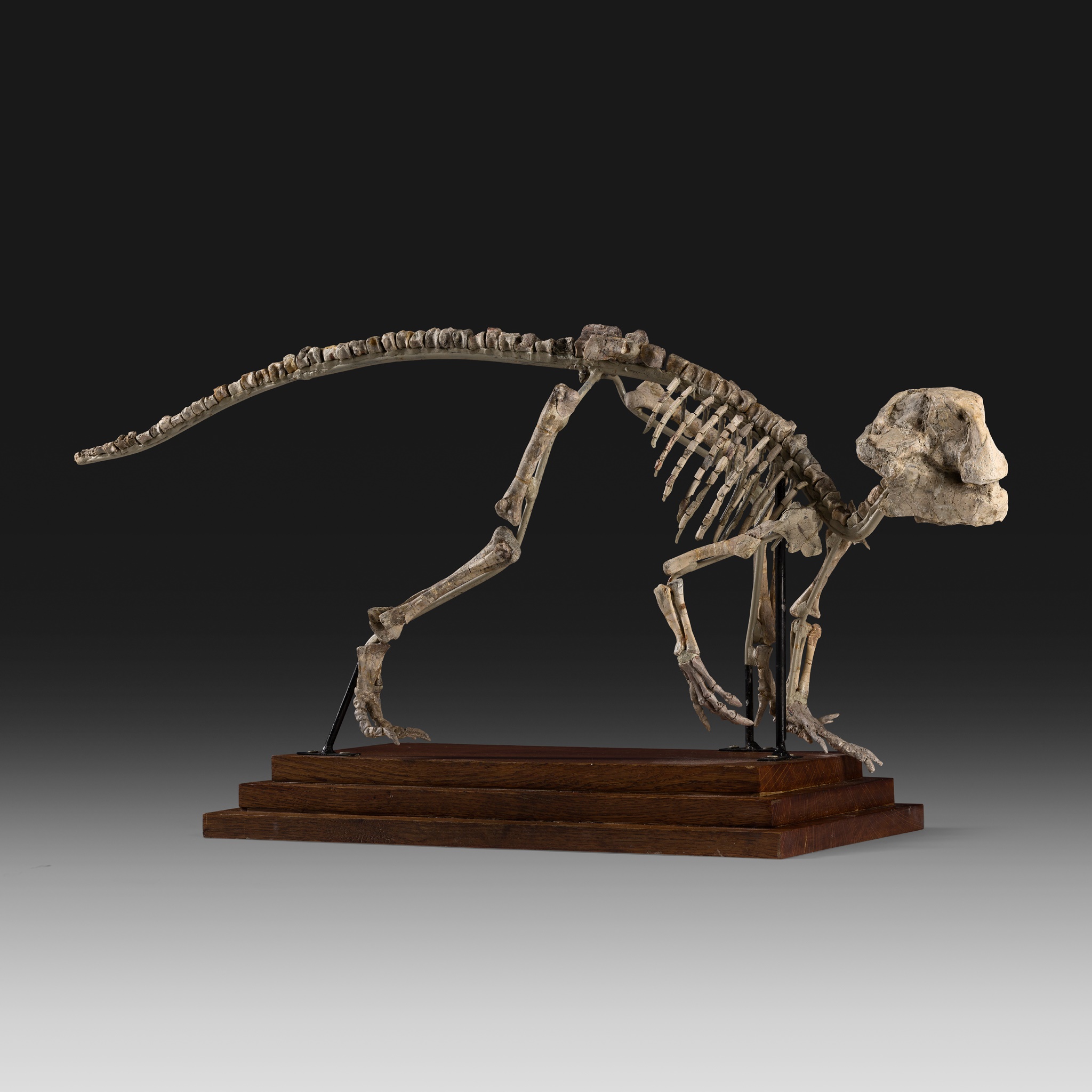 PSITTACOSAURUS SKELETON LOWER CRETACEOUS, 119 - 97.5 MILLION YEARS BP - Image 2 of 2