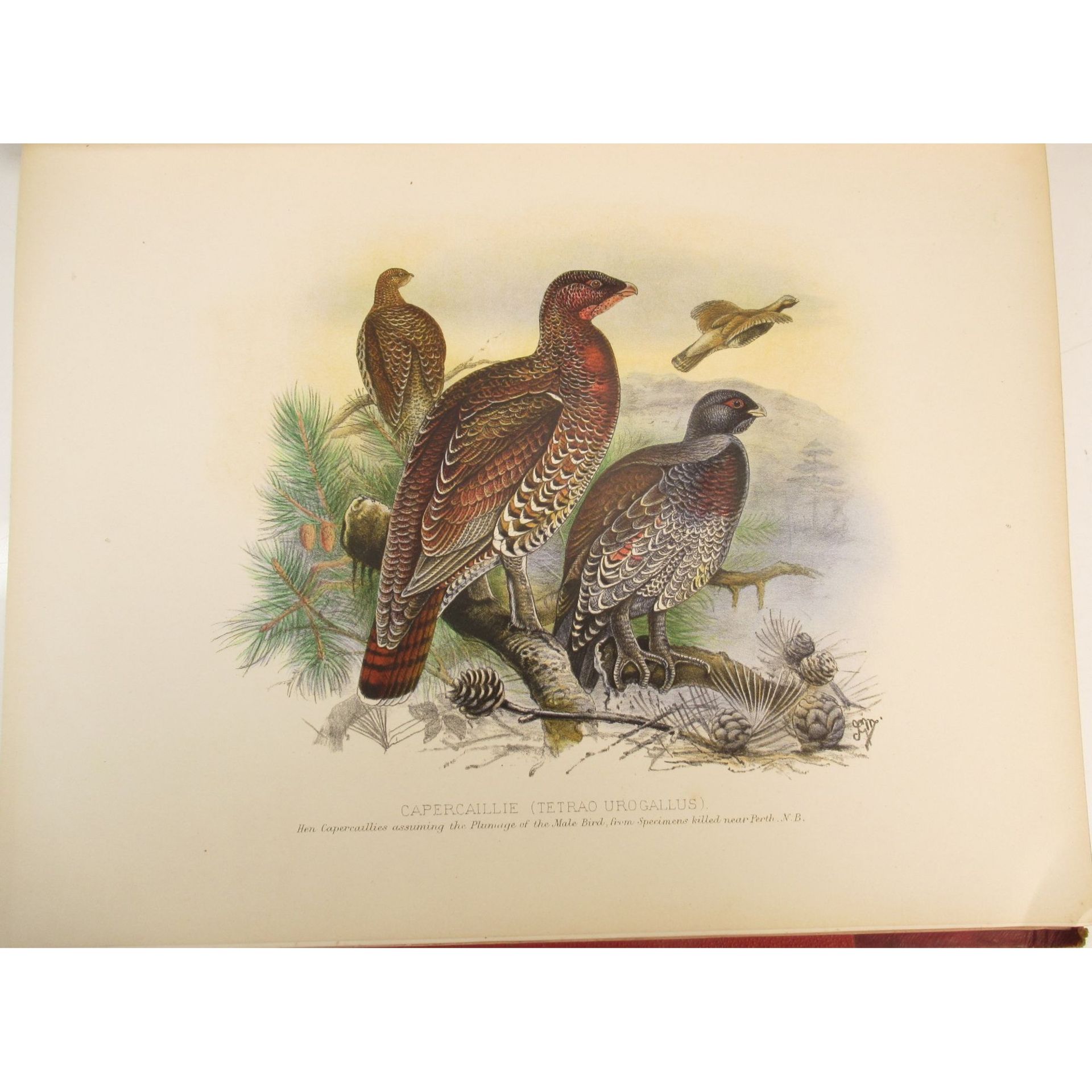 Millais, John Guille Game Birds and Shooting-Sketches - Bild 4 aus 4