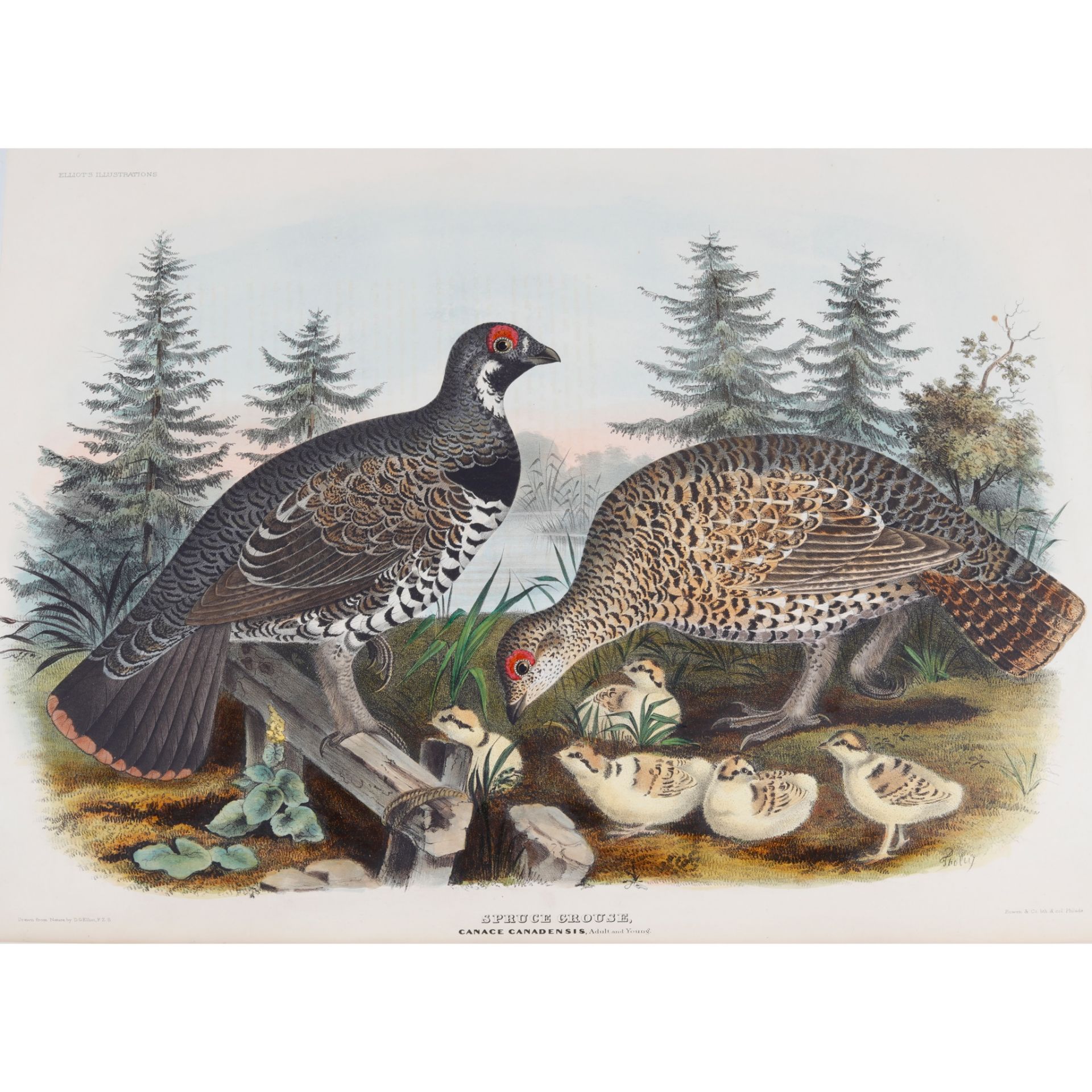 Elliot, Daniel Giraud A Monograph of the Tetraoninae, or Family of the Grouse