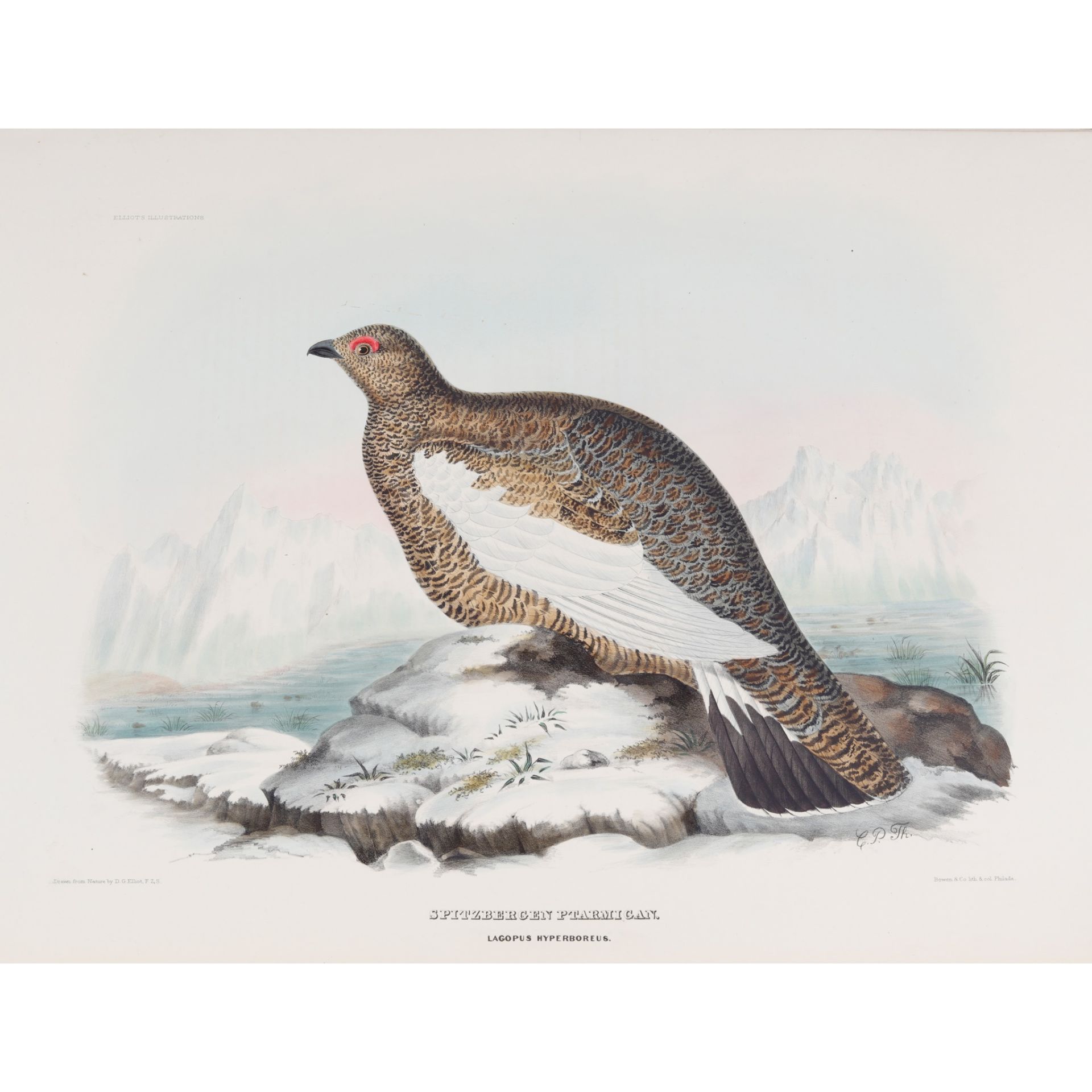 Elliot, Daniel Giraud A Monograph of the Tetraoninae, or Family of the Grouse - Bild 5 aus 5