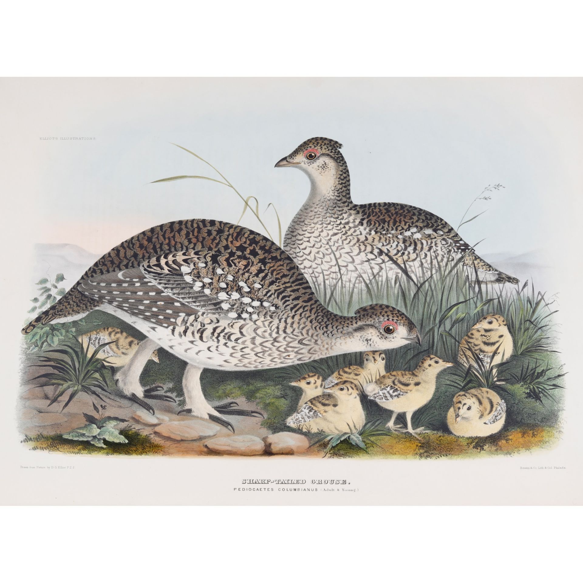 Elliot, Daniel Giraud A Monograph of the Tetraoninae, or Family of the Grouse - Image 2 of 5