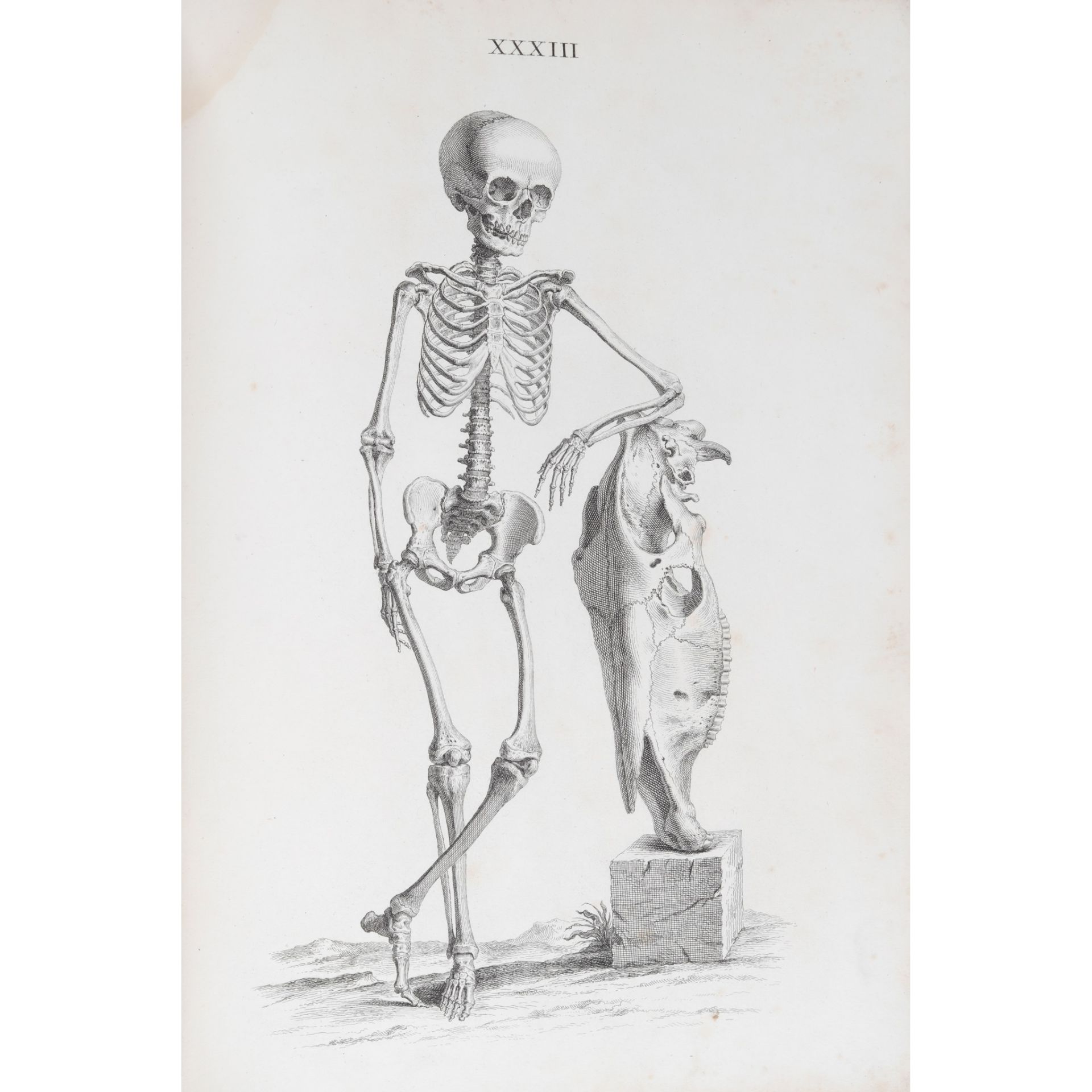 Cheselden, William Osteographia