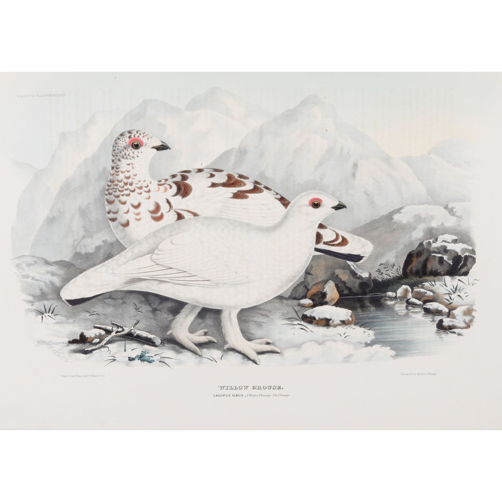 Elliot, Daniel Giraud A Monograph of the Tetraoninae, or Family of the Grouse - Image 3 of 5