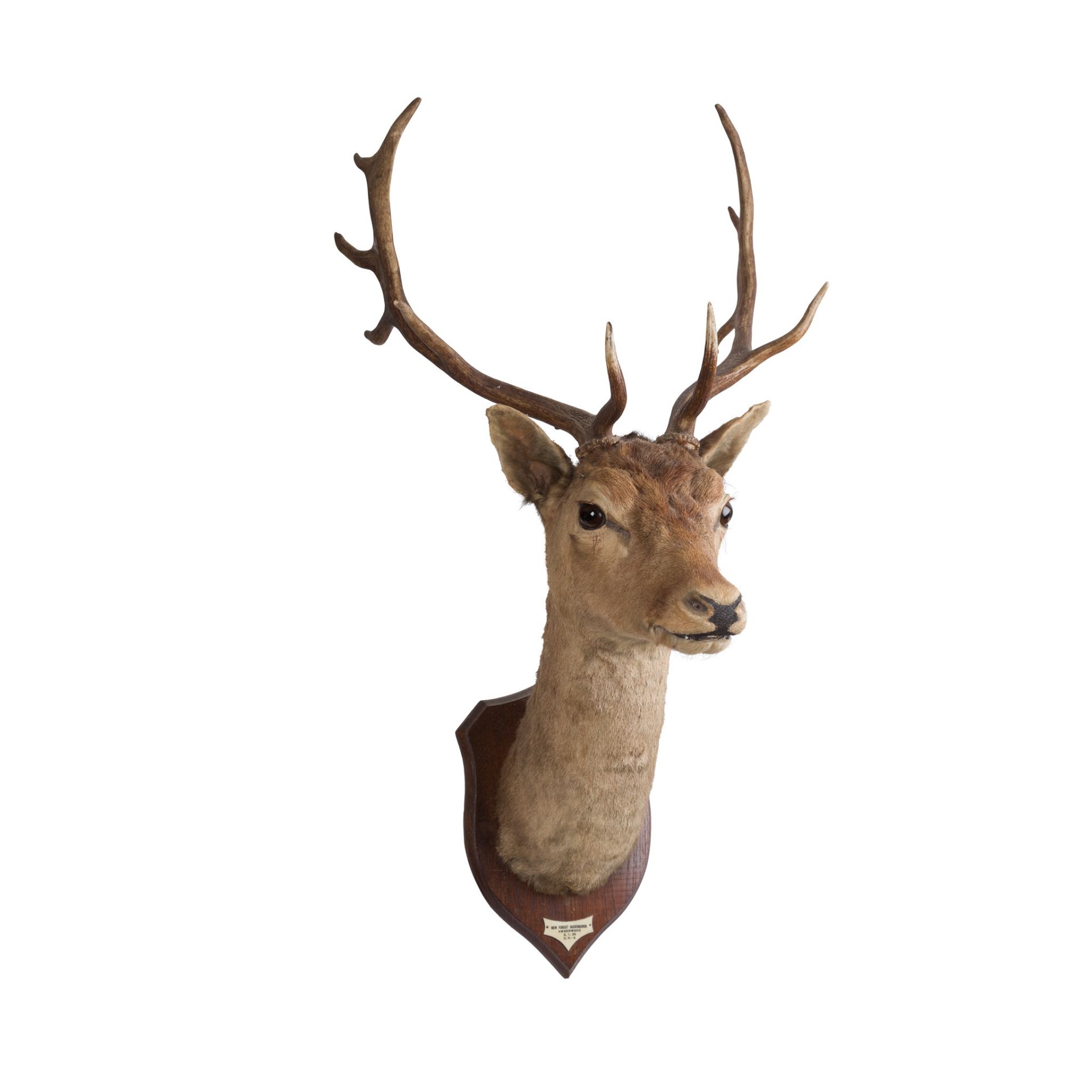 TWO TAXIDERMY STAG'S HEADS 20TH CENTURY - Image 2 of 2