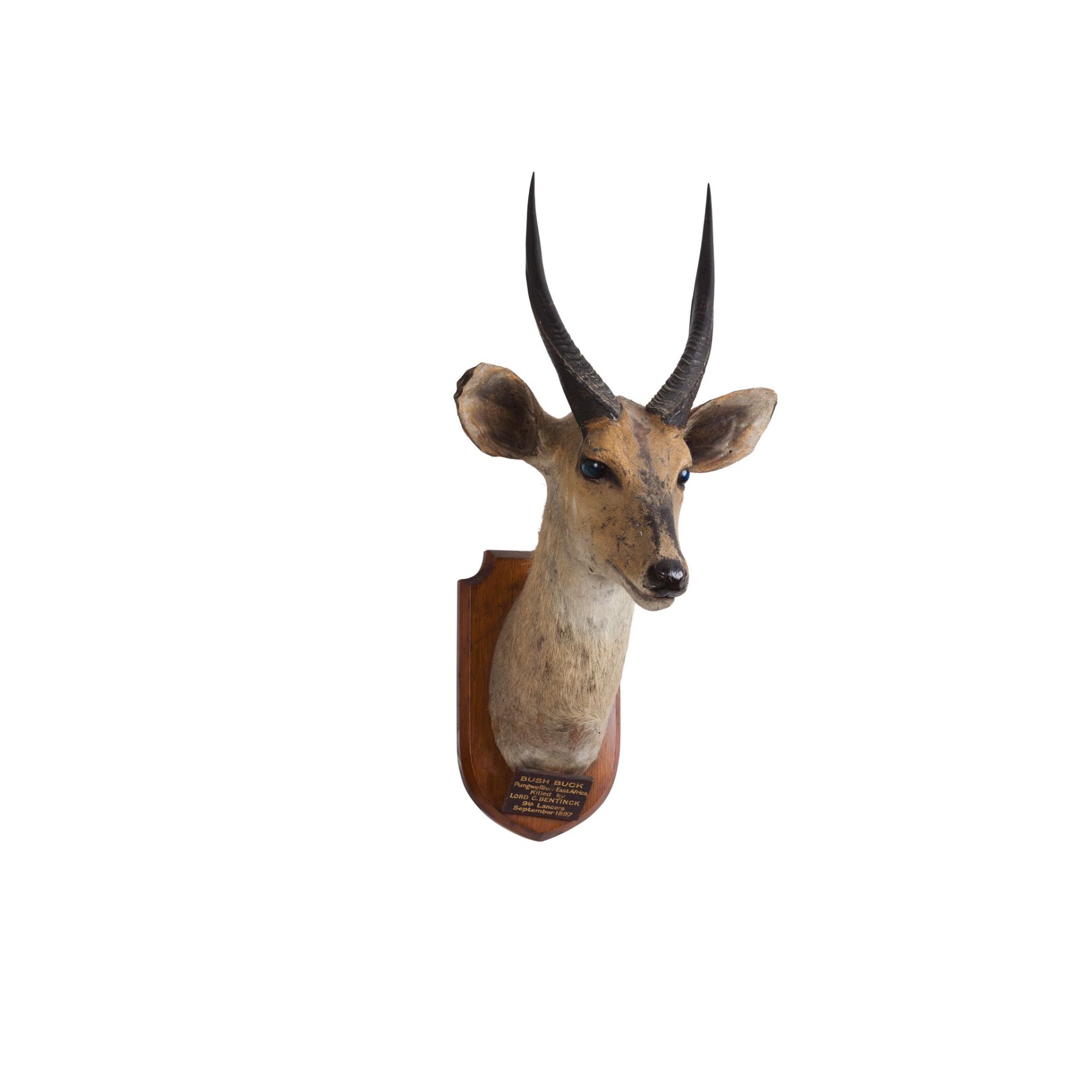 TAXIDERMY BUSH BUCK HEAD LATE 19TH CENTURY