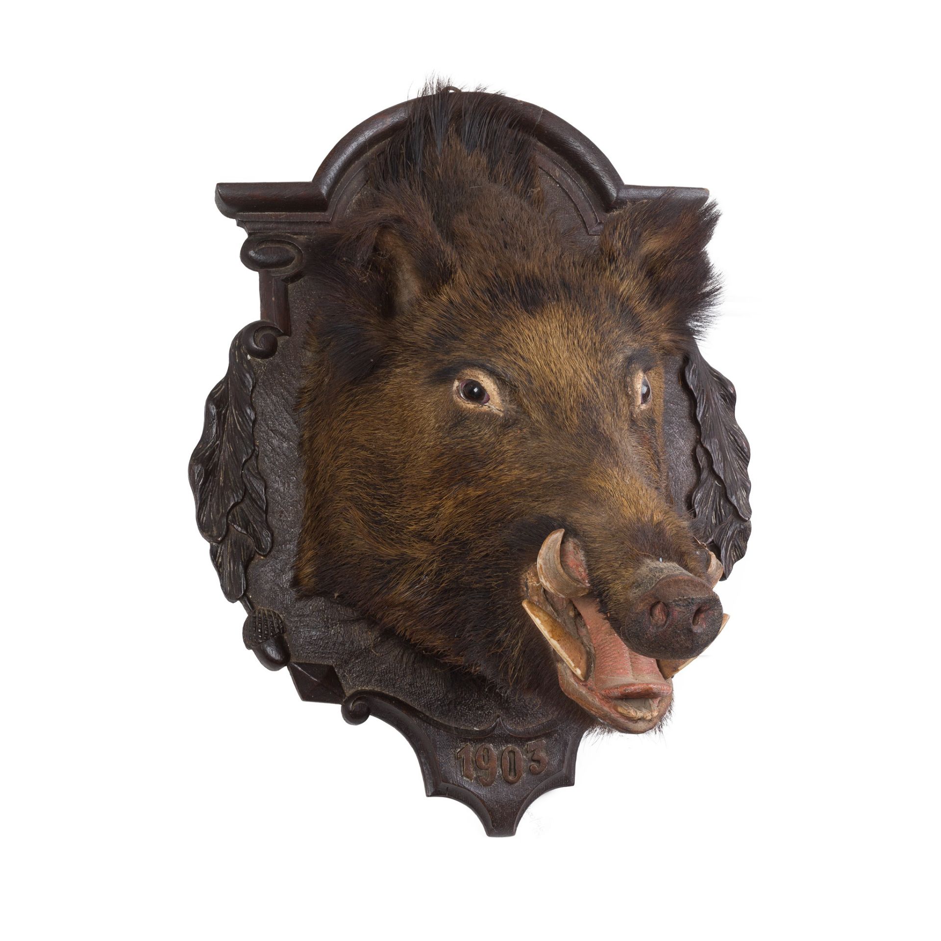 TAXIDERMY BOAR'S HEAD EARLY 20TH CENTURY