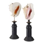 Y PAIR OF MOUNTED CONCH SHELLS MODERN