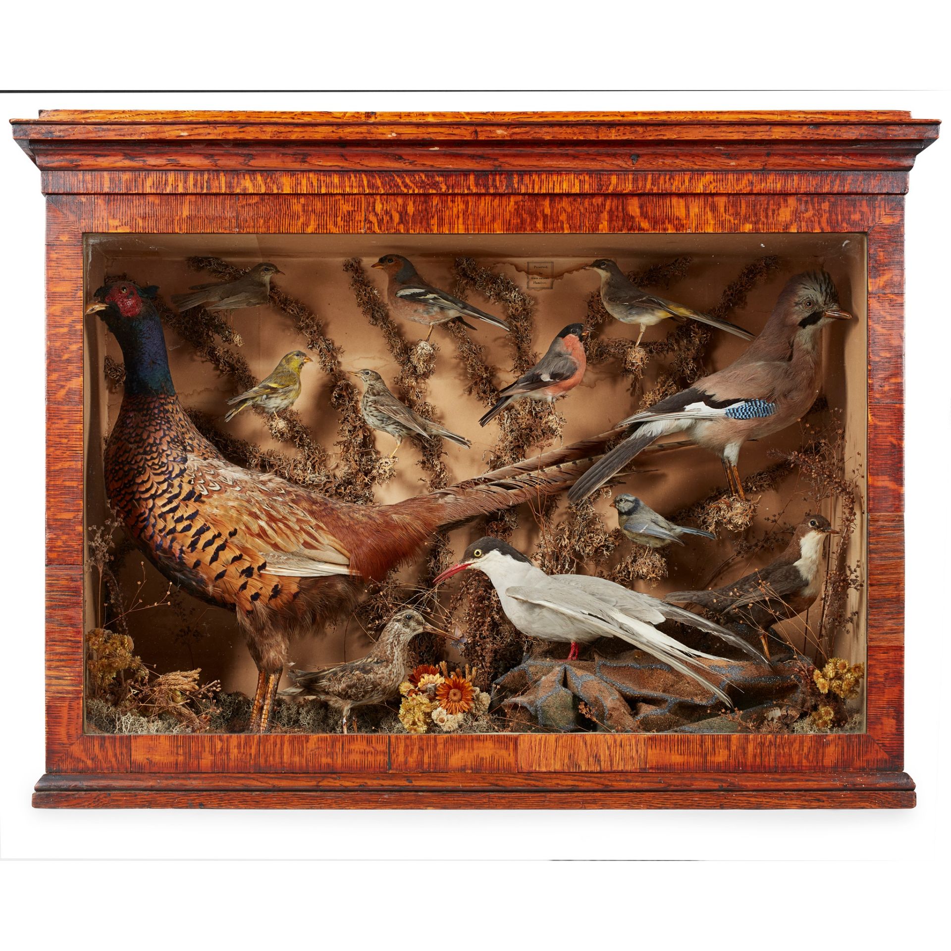 Y EDWARDIAN CASED TAXIDERMY BIRD DIORAMA, BY JAMES GRIMSON, HAMILTON EARLY 20TH CENTURY