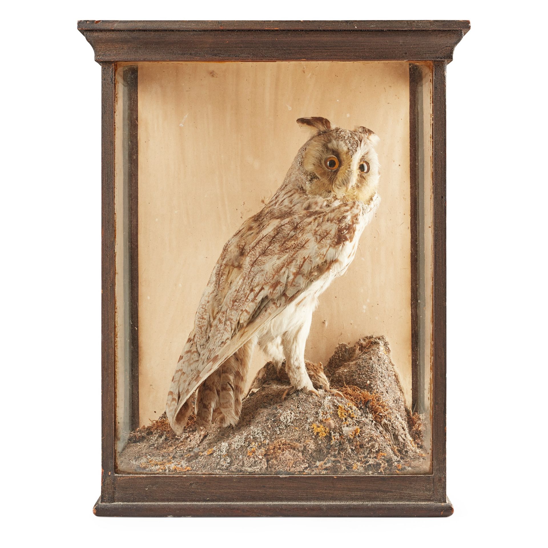 Y TWO CASED TAXIDERMY SPECIMENS 19TH CENTURY - Image 3 of 3