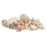 Y MARINE INTEREST COLLECTION OF SHELLS AND CORAL
