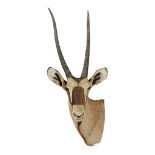 Y TAXIDERMY GEMSBOK (ORYX GAZELLA) HEAD AND NECK MOUNT, BY ROWLAND WARD LTD. 1960S