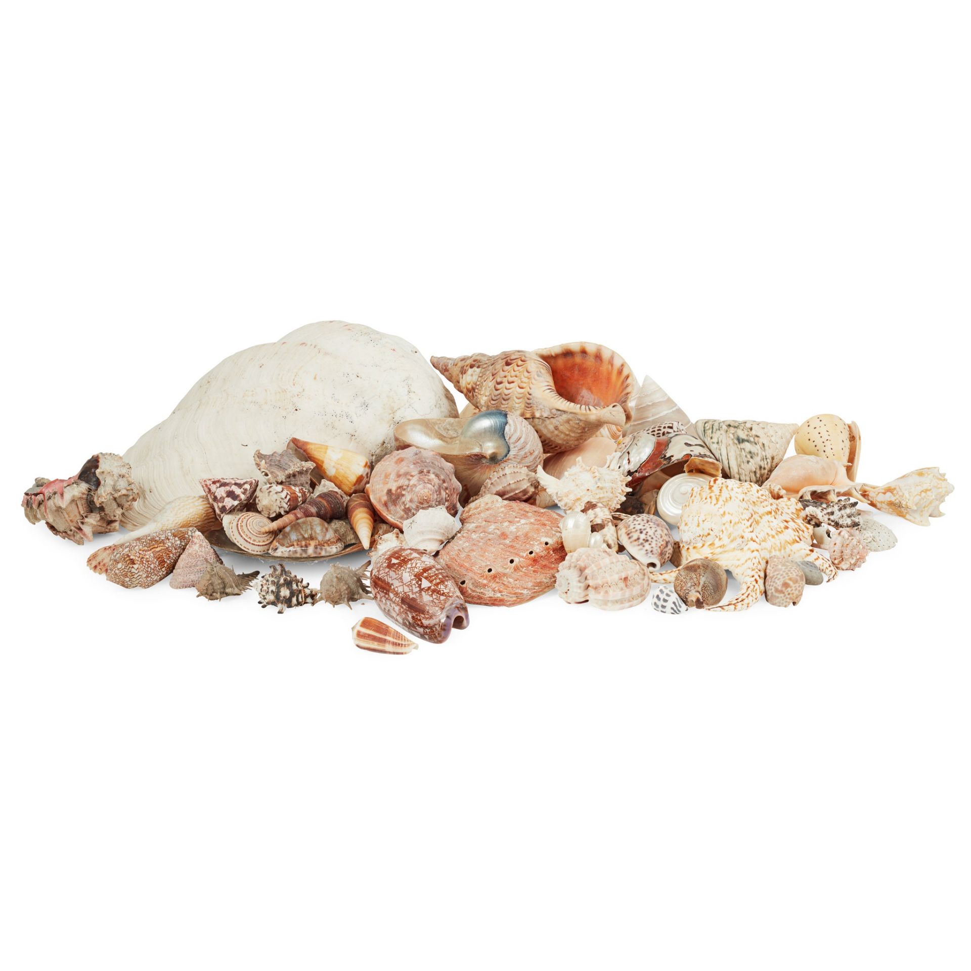 Y MARINE INTEREST COLLECTION OF SHELLS AND CORAL - Image 2 of 2