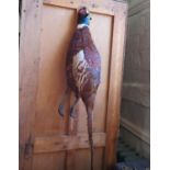 A carved wood decoy duck, the painted finish now worn, 33 cm long, and a taxidermy hanging pheasant,