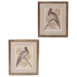 A PAIR OF WATERCOLOUR AND FEATHER PICTURES depicting pheasants perched in branches, 47cm x 33cm (2)