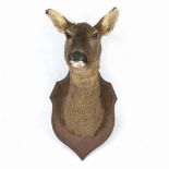 A DEER'S HEAD mounted on an oak shield, 23cm wide x 47cm high