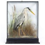 A VICTORIAN TAXIDERMY CASED HERON set amongst grasses by W Bazeley Naturalist and Taxidermist 27