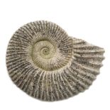 A COMPOSITE STONE MODEL OF AN AMMONITE FOSSIL 51cm x 40cm