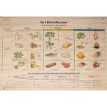 A MID 20TH CENTURY GERMAN EDUCATIONAL PULL DOWN WALL CHART of 'The Five Nutrient Groups' by The