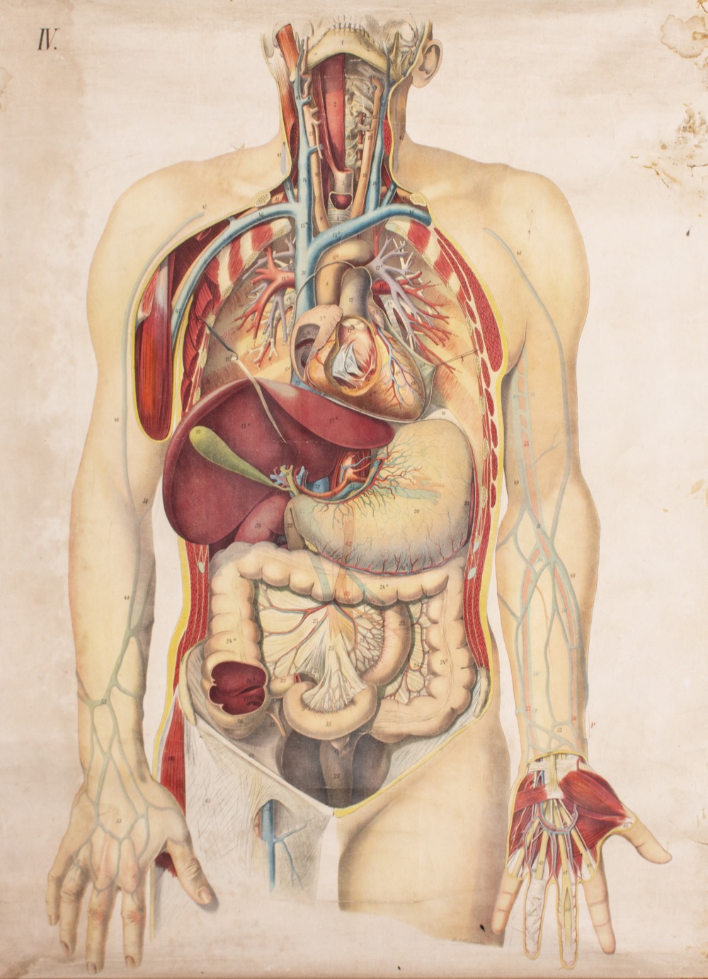 A MID 20TH CENTURY ANATOMICAL PULL DOWN WALL CHART by C C Meinheld Sohne, Dresden, 92cm x 66cm At