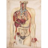 A MID 20TH CENTURY ANATOMICAL PULL DOWN WALL CHART by C C Meinheld Sohne, Dresden, 92cm x 66cm At