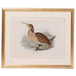 TWO BIRD PRINTS after Gould, to include a pair of Nestor Productus, 34.5cm x 51cm; two pairs of duck