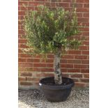 A SMALL OLIVE TREE in a plastic pot, the pot and tree approximately 148cm high overall