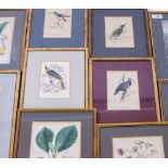 A COLLECTION OF ANTIQUE AND LATER PICTURES AND PRINTS to include botanical and ornithological book